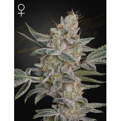 Super Lemon Haze x RS11, Фасовка: 3